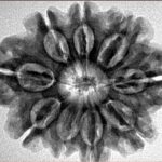 9 Mukhi Rudraksha 29mm 5.56gm - Inverse xray