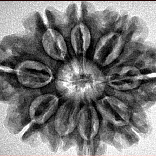 9 Mukhi Rudraksha 29mm 5.56gm - Inverse xray