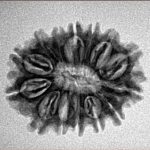 14 Mukhi Rudraksha 24.2mm 2.8gm - Inverse xray
