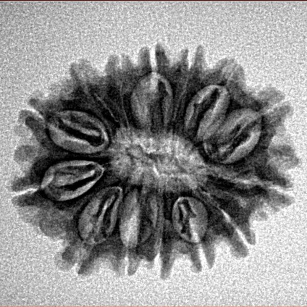 14 Mukhi Rudraksha 24.2mm 2.8gm - Inverse xray