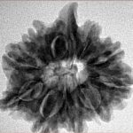 10 MK Double Ganesh 25.3mm 4.86gm - Inverse xray