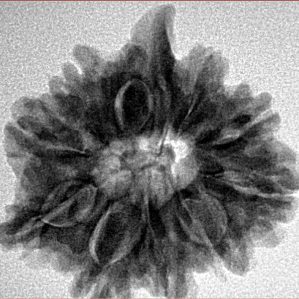 10 MK Double Ganesh 25.3mm 4.86gm - Inverse xray