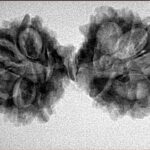 13 Mukhi Mini Trijuti 34.7mm 4.19gm - Inverse xray