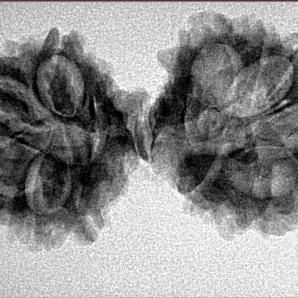 13 Mukhi Mini Trijuti 34.7mm 4.19gm - Inverse xray