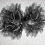 11 Mukhi G.S & Ganesh 29.1mm 5.08gm - Inverse xray