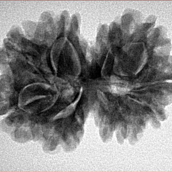 11 Mukhi G.S & Ganesh 29.1mm 5.08gm - Inverse xray