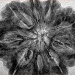 9 Mukhi Rudraksha 33.4mm 7.5gm - Inverse xray