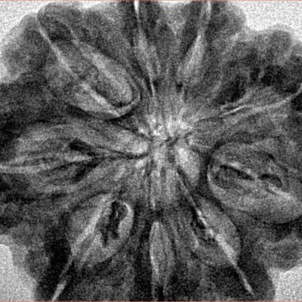 9 Mukhi Rudraksha 33.4mm 7.5gm - Inverse xray