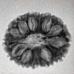 14 Mukhi Rudraksha 22.3mm 2.25gm - Inverse xray