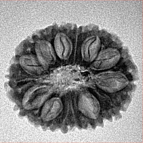 14 Mukhi Rudraksha 22.3mm 2.25gm - Inverse xray