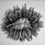 14 Mukhi Rudraksha 24.8mm 3.22gm - Origin: Nepal - Inverse xray