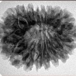 18 Mukhi Rudraksha 28.6mm 5.39gm - Inverse xray
