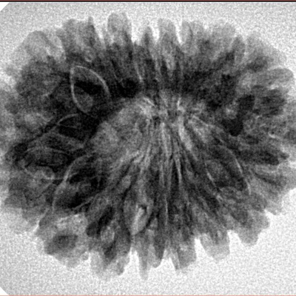18 Mukhi Rudraksha 28.6mm 5.39gm - Inverse xray