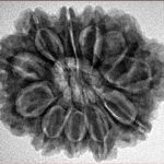 11 Mukhi Rudraksha 28mm 5.51gm - Inverse xray
