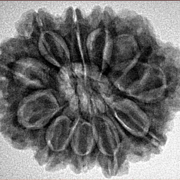 11 Mukhi Rudraksha 28mm 5.51gm - Inverse xray