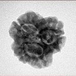 3 Mukhi Rudraksha 23.8mm 3.32gm - Inverse xray