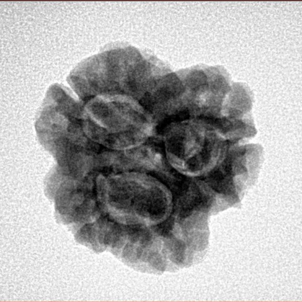 3 Mukhi Rudraksha 23.8mm 3.32gm - Inverse xray
