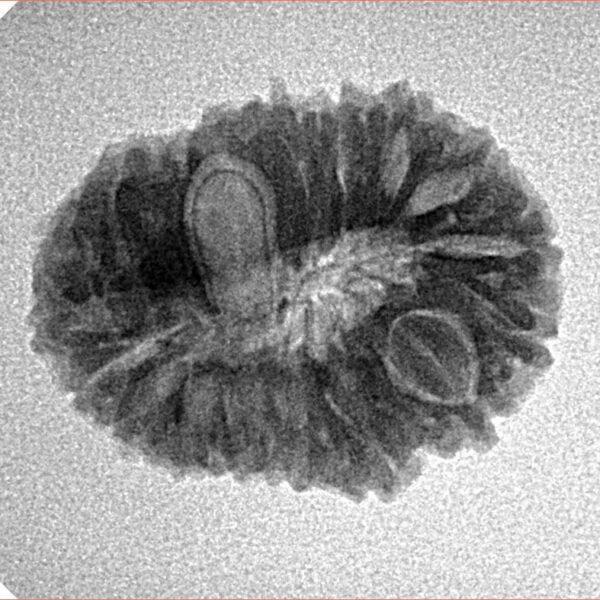 18 Mukhi Rudraksha 22.9mm 2.61gm - Inverse xray