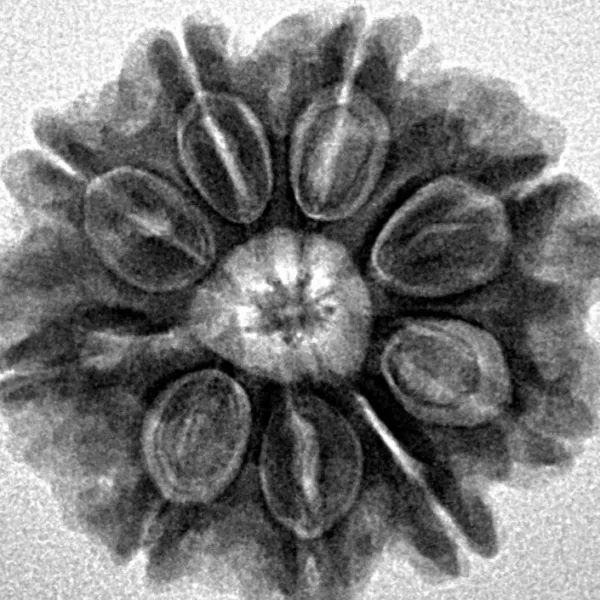 9 Mukhi Rudraksha 24.3mm 4.42gm - Inverse xray