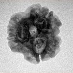 3 Mukhi Rudraksha 22.1mm 3.32gm - Inverse xray