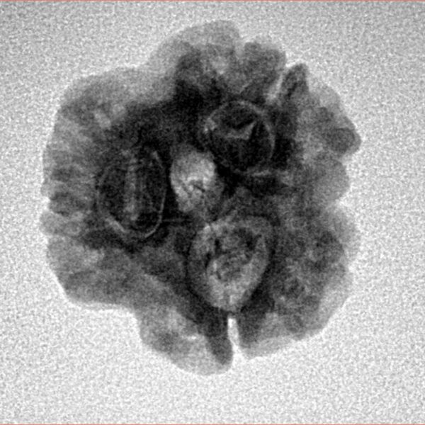 3 Mukhi Rudraksha 22.1mm 3.32gm - Inverse xray