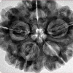 5 Mukhi Rudraksha 30.3mm 8.06gm - Inverse xray