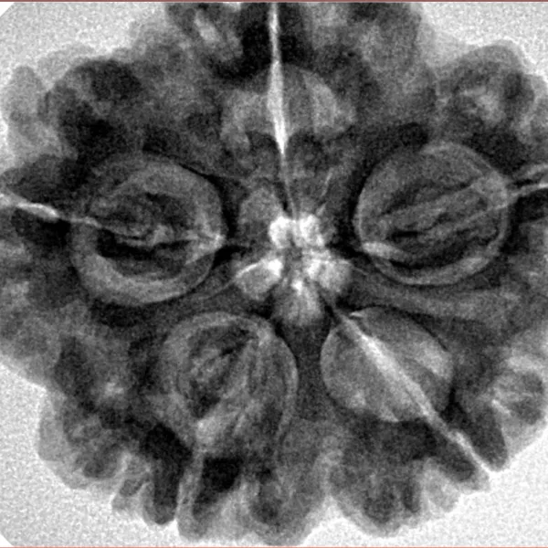 5 Mukhi Rudraksha 30.3mm 8.06gm - Inverse xray