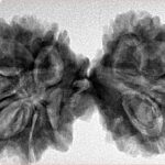 13 Mukhi Mini Trijuti 39.1mm 7.22gm - Inverse xray