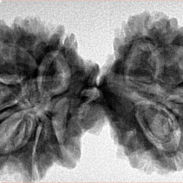 13 Mukhi Mini Trijuti 39.1mm 7.22gm - Inverse xray