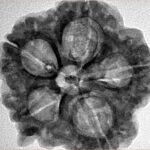 5 Mukhi Ganesh 29.3mm 6.65gm - Inverse xray
