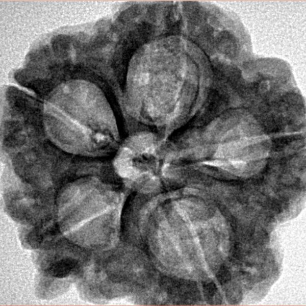 5 Mukhi Ganesh 29.3mm 6.65gm - Inverse xray