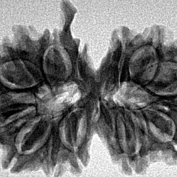 14 Mukhi G.S & Ganesh 31.7mm 4.52gm - Inverse xray