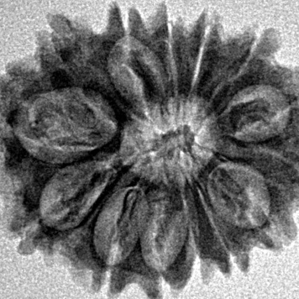 14 Mukhi Rudraksha 24.8mm 3.22gm - Inverse xray