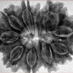 11 Mukhi Rudraksha 32.4mm 7.25gm - Inverse xray