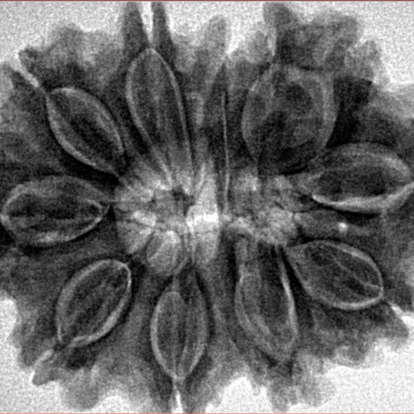 11 Mukhi Rudraksha 32.4mm 7.25gm - Inverse xray