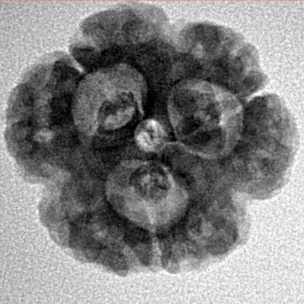 3 Mukhi Rudraksha 21.1mm 3.6gm - Inverse xray