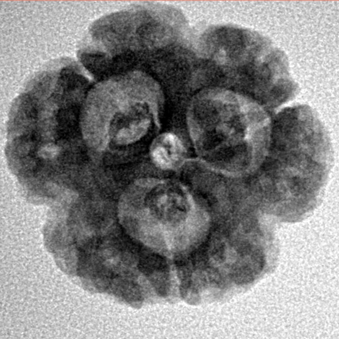 3 Mukhi Rudraksha 21.1mm 3.6gm - Inverse xray