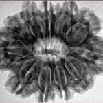 11 Mukhi Rudraksha 28.7mm 5.67gm - Inverse xray