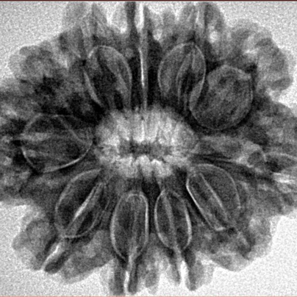 11 Mukhi Rudraksha 28.7mm 5.67gm - Inverse xray