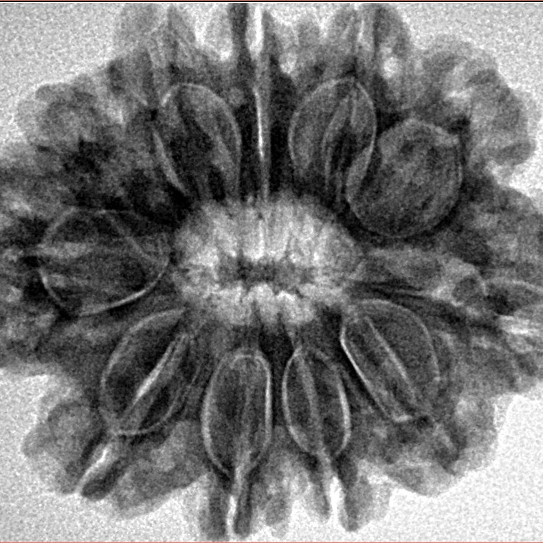 11 Mukhi Rudraksha 28.7mm 5.67gm - Inverse xray