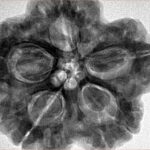 5 Mukhi Rudraksha 29.5mm 9.34gm - Inverse xray