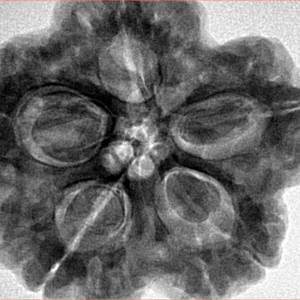 5 Mukhi Rudraksha 29.5mm 9.34gm - Inverse xray