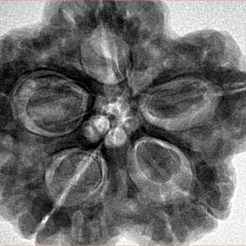 5 Mukhi Rudraksha 29.5mm 9.34gm - Inverse xray