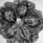 5 Mukhi Rudraksha 29.1mm 8gm - Inverse xray