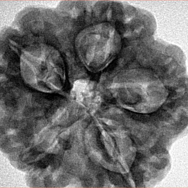 5 Mukhi Rudraksha 29.1mm 8gm - Inverse xray