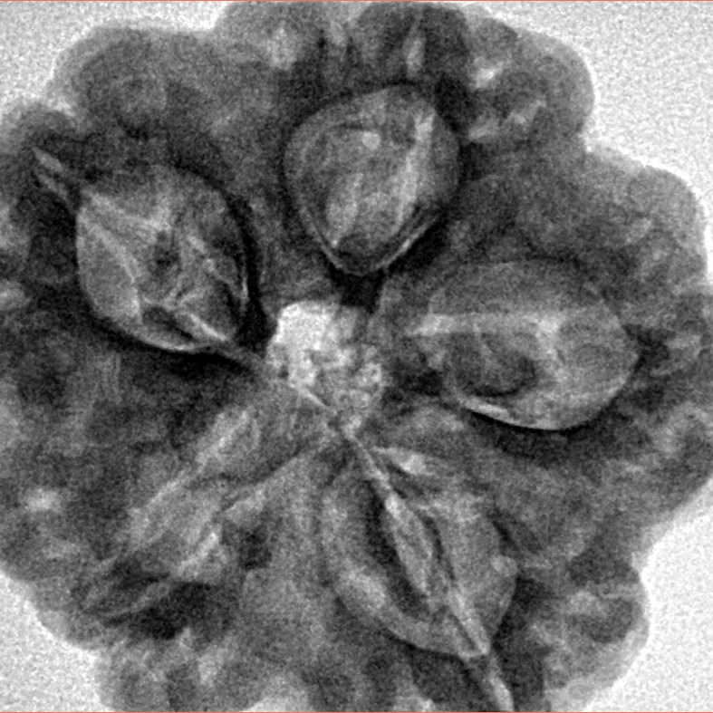 5 Mukhi Rudraksha 29.1mm 8gm - Inverse xray