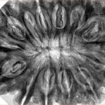 13 Mukhi Rudraksha 36.1mm 9.13gm - Inverse xray