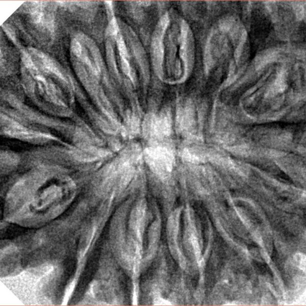 13 Mukhi Rudraksha 36.1mm 9.13gm - Inverse xray
