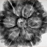 6 Mukhi Rudraksha 30mm 8.07gm - Inverse xray