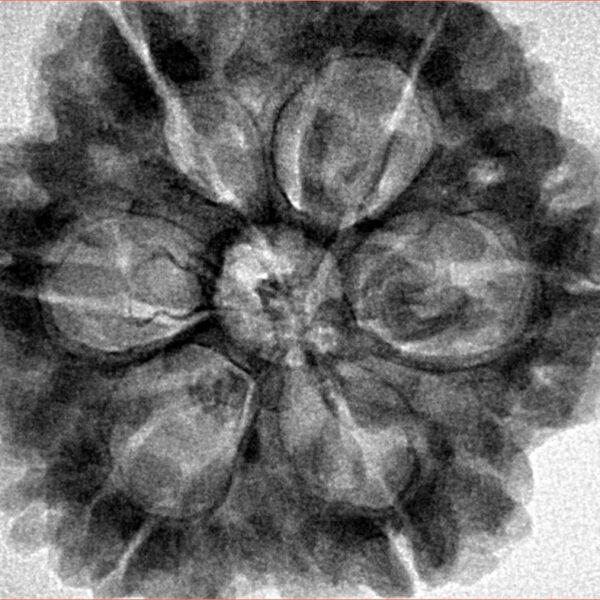 6 Mukhi Rudraksha 30mm 8.07gm - Inverse xray